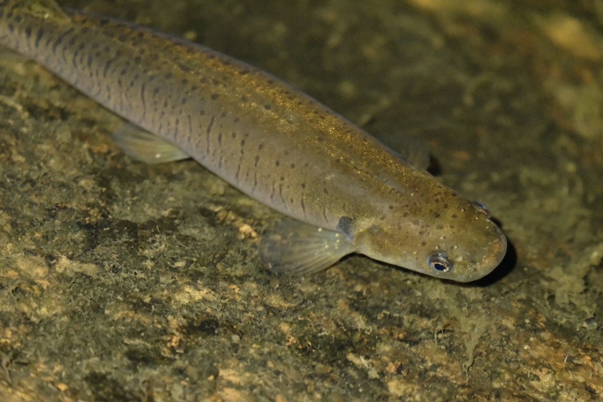 Galaxias brevipinnis - climbing galaxias
